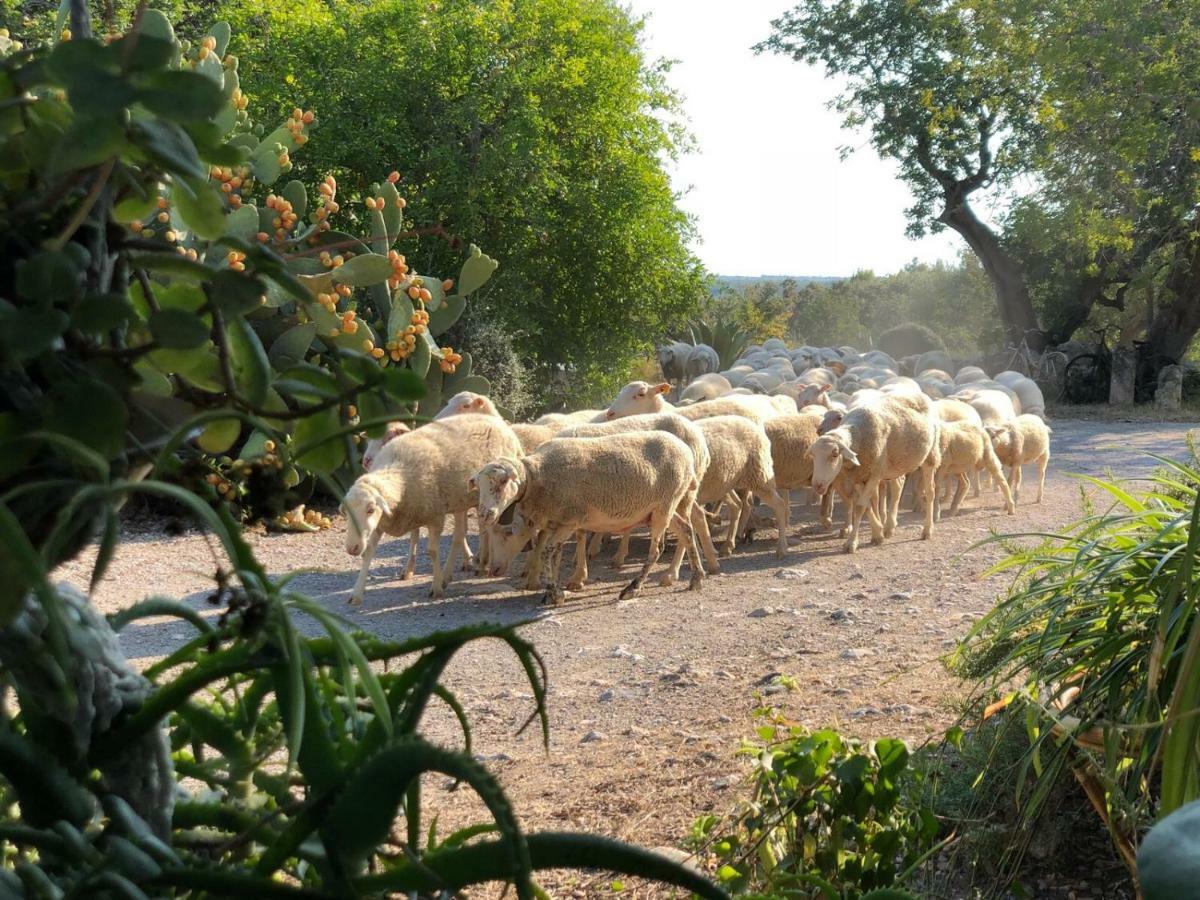 Agroturismo Can Guillo Βίλα Pollença Εξωτερικό φωτογραφία