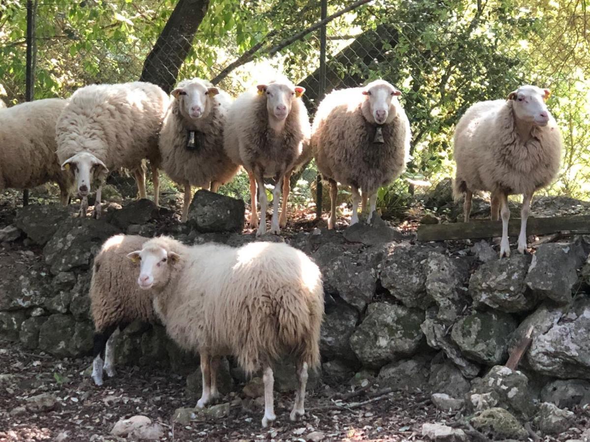 Agroturismo Can Guillo Βίλα Pollença Εξωτερικό φωτογραφία