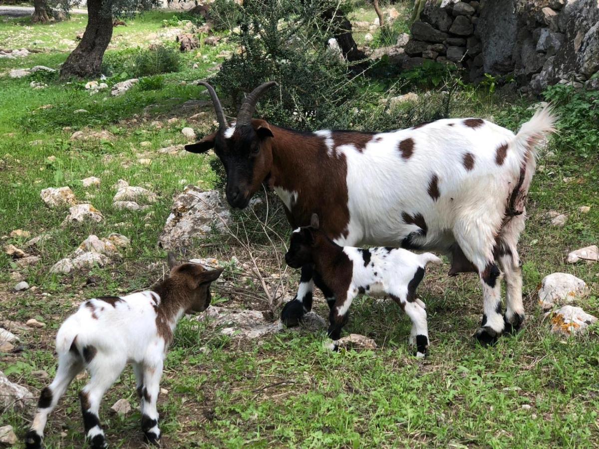 Agroturismo Can Guillo Βίλα Pollença Εξωτερικό φωτογραφία