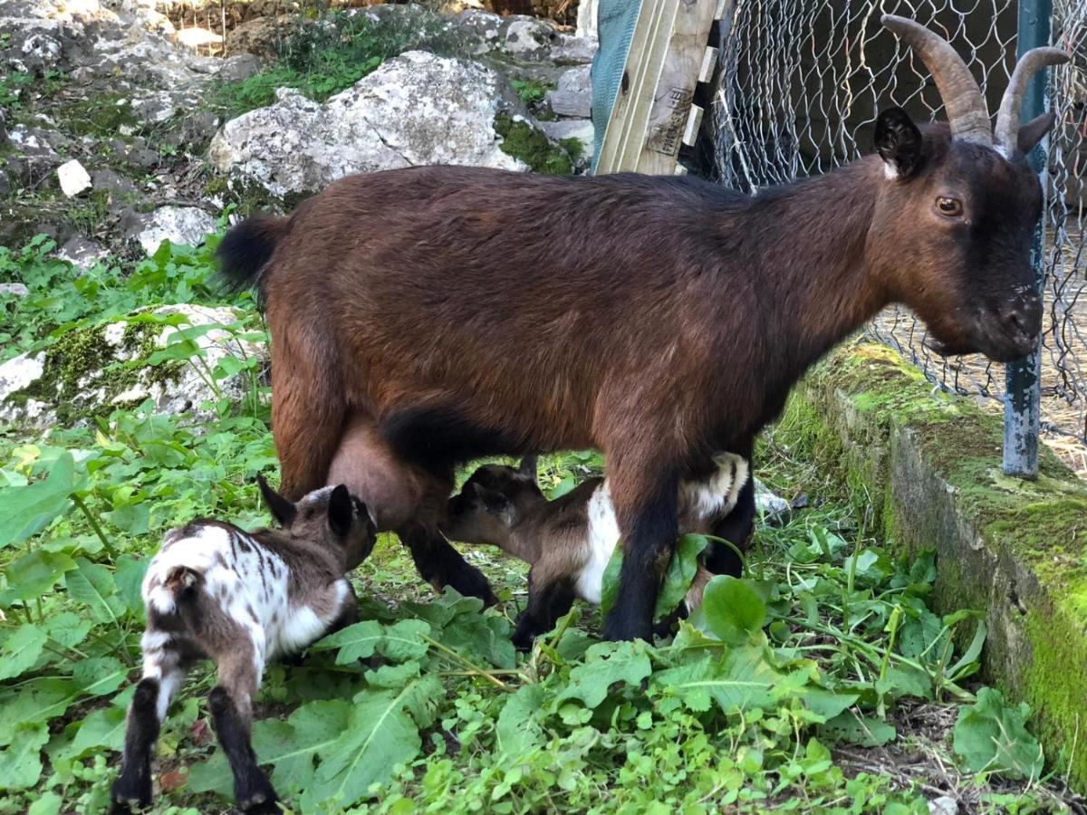 Agroturismo Can Guillo Βίλα Pollença Εξωτερικό φωτογραφία